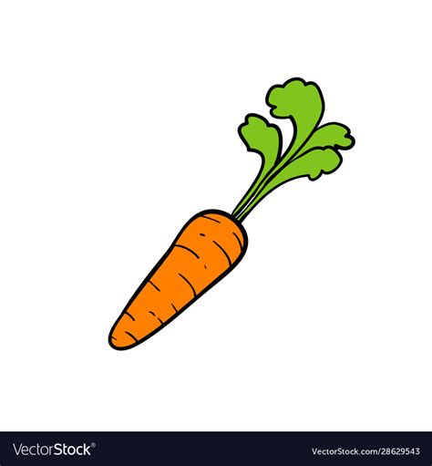 Doodle Carrot Nutritious Vegetable Hand Drawn Vector Image