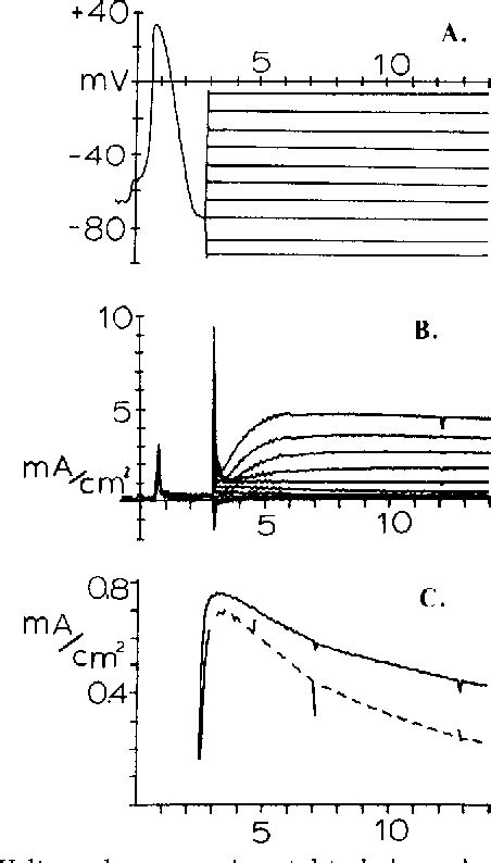 Figure 4 from How Gymnodinium breve red tide toxin(s) produces repetitive firing in squid axons ...