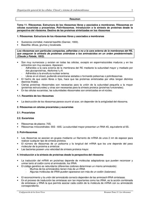 Tema 11 Ribosomas Apuntes Sobre El Ribosoma Y La Importancia De Este