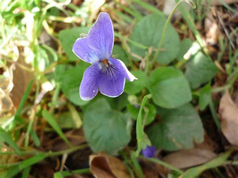 Cross-cultural Herbalism: Plant of the week - Sweet Violet