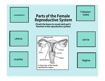 An Interactive SmartBoard Intro To Puberty The Reproductive System