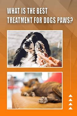 Answers To Your Questions About Paw Treatment For Dogs