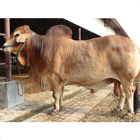 Zebu Cow At 5800000 Inr In Mohali Punjab Mansa Dairy Farm