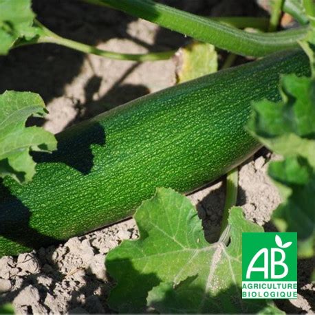 Graines Bio De COURGETTE VERTE