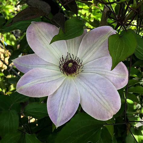 Clematis 'Diana' - Alfred Forster AG