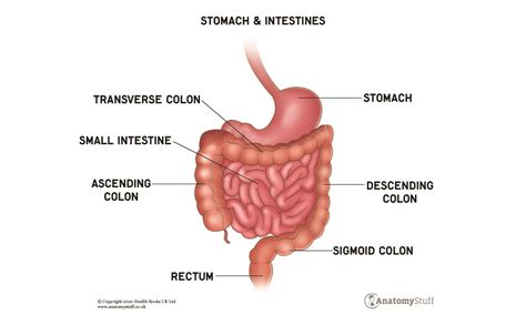 Intestine Diagram Anatomy