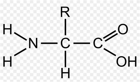 General Amino Acid Structural Formula