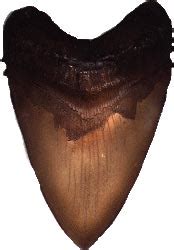 Megalodon Tooth replica - What If Scientific - Leave Only Bubbles, LLC