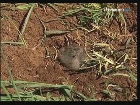 Comment Combattre Les Rats Taupiers Taupier Sur La France