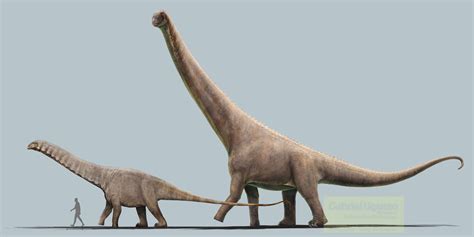 One Of The Most Famous Sauropods Of All Timeapatosaurus Ajax Compared