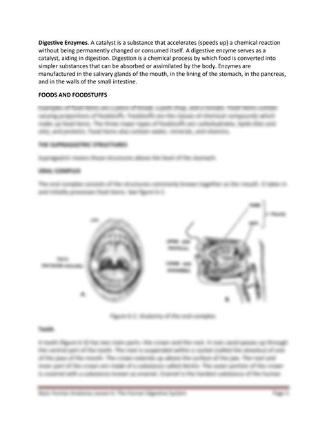 Solution Anatomy The Human Digestive System Lecture Notes Studypool