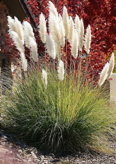 40 Best Ornamental Grasses For Containers 4 Grasses Landscaping Ornamental Grass Landscape