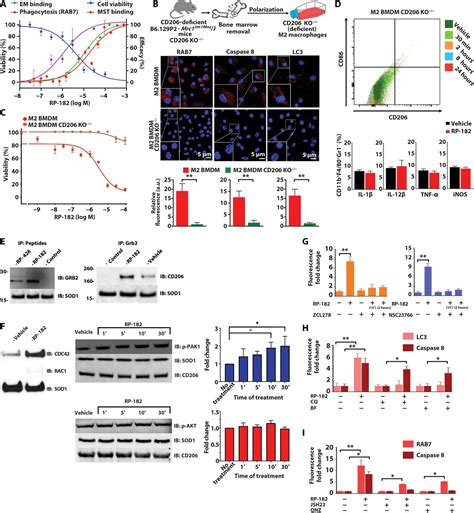 Mannose Receptor Cd Activation In Tumor Associated Macrophages