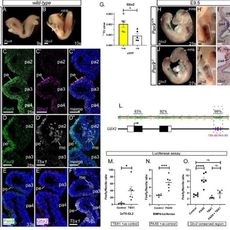 Gbx2 And Pax9 Expression In The Pharyngeal Endoderm A F RNA In Situ