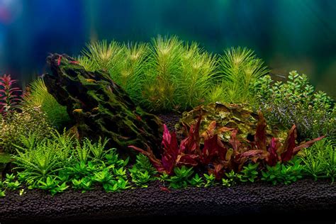 Sevenports Nano Aquariums Planted Aquarium Experts