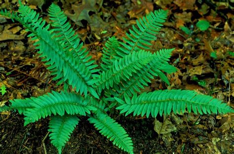 Christmas Fern For Sale | Evergreen Fern Plants Online 
