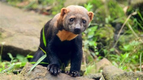 Iraras S O Vistas Em Passagem De Fauna Da Rodovia Dos Tamoios