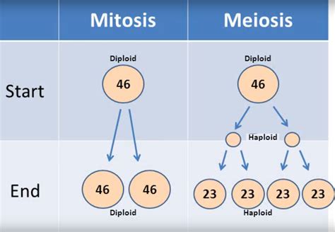 Todas Las C Lulas Humanas Son Diploides Meiosis Mitosis Mitosis