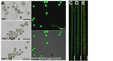 生命科学学院张彦和李厦教授团队阐明拟南芥bdr8及bdr9在调控花粉萌发过程中的关键作用