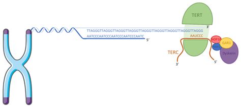 Structure Of Telomerase The Catalytic Reverse Transcriptase Subunit