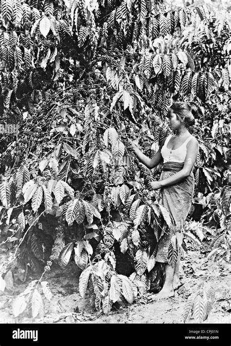 Coffee harvest in Brazil, 1942 Stock Photo - Alamy