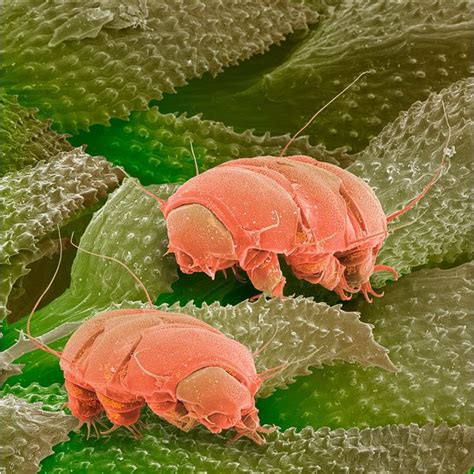 Water Bears Are Awesome Microscopic Images Microscopic Electron