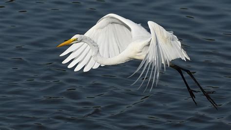 Great Egret Flying Photograph by Chip Gilbert | Fine Art America