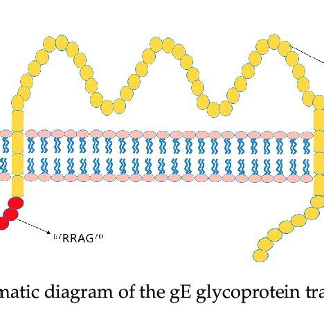 Schematic Diagram Of The Ge Glycoprotein Transmembrane Regions