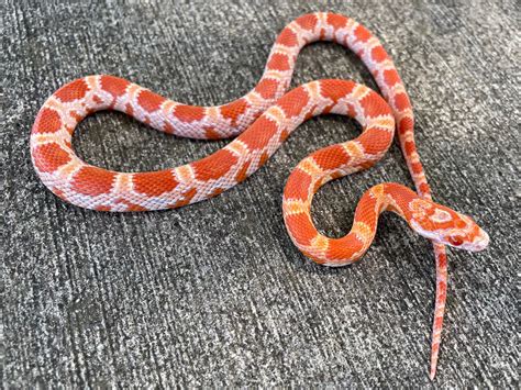 Sunkissed Corn Snake