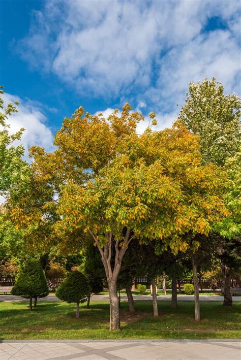 Yellow Tree In Public City Park Stock Photo Image Of Season Baku