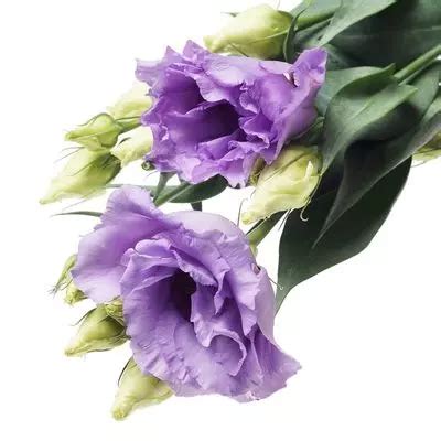 Лизиантус Сиреневый 1шт - купить в Москве по выгодной цене в интернет ...