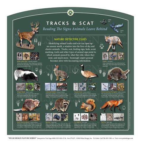 Outdoor Interpretive Sign Animal Id Guide Tracks And Scat Deer