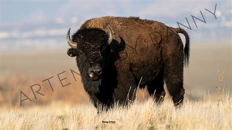 American Bison Montana Photography Wall Art Print Wildlife Etsy