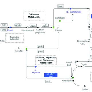 Metabolic maps of alanine, aspartate, and glutamate metabolism,... | Download Scientific Diagram