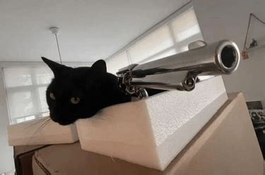 Cat Gun Meme - Cat Gun Meme - Discover & Share GIFs