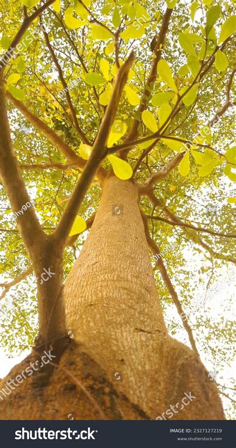 Ketapang Kencana Tree That Stands Upright Stock Photo 2327127219