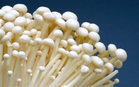 The Complete Guide To Enoki Mushrooms - FreshCap Mushrooms