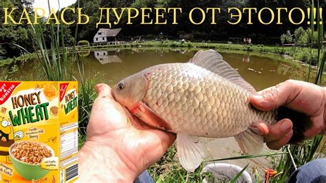 Карась на новую ПРИМАНКУ. Рыба не перестаёт удивлять!!! - YouTube