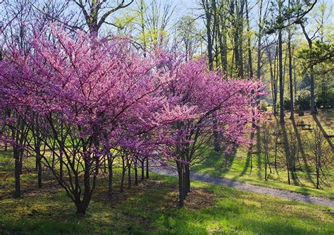 Eastern Redbud ‘Forest Pansy’ Trees Buying & Growing Guide | Trees.com