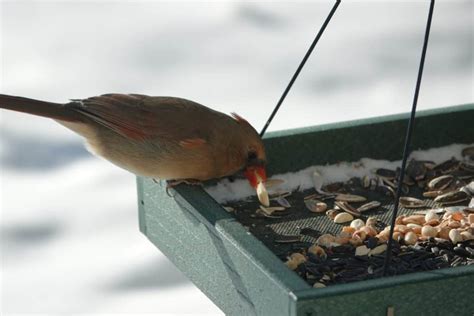 Proven Ways To Attract Cardinals To Your Yard Guaranteed