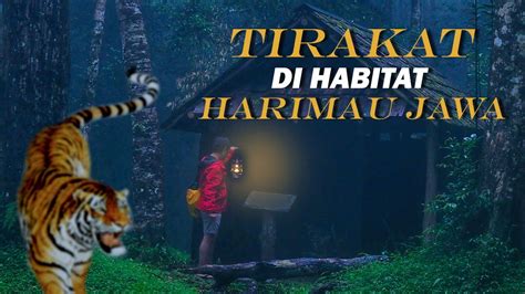 Tirakat Di Habitat 𝑯𝑨𝑹𝑰𝑴𝑨𝑼 𝑱𝑨𝑾𝑨 Penelusuran Di Hutan Angker YouTube