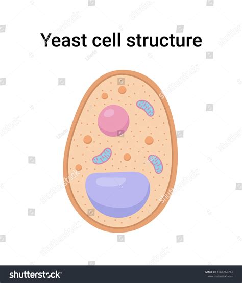 606 Yeast Cell Structure Images, Stock Photos, 3D objects, & Vectors | Shutterstock