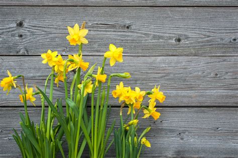 Care Of Daffodils - Planting Daffodils In The Garden