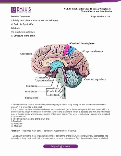 NCERT Solutions Class 11 Biology Chapter 21 Neural Control And Coordination