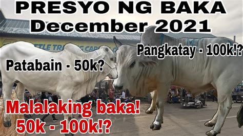 Presyo Ng Baka Part December Cattle Trading Capital Of The