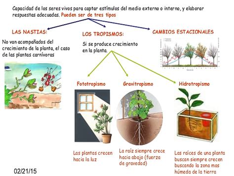 BiologÍa 2 Tipos De Tropismos