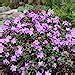 X Rhododendron Ramapo Evergreen Bushy Shrub Hardy Garden Plant In