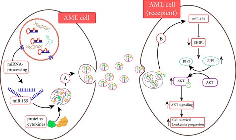 Frontiers Extracellular Vesicles In Acute Leukemia A Mesmerizing