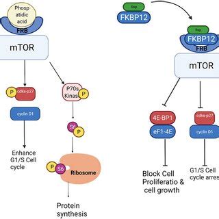 Mechanism Of Action Of Rapamycin Against Progeria Accumulation Of