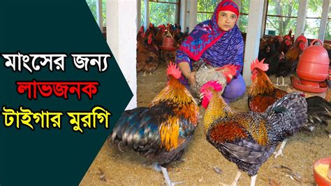 নারী উদ্যোক্তা সাবিনা আপার টাইগার মুরগির খামার। মাংসের জন্য লাভজনক